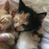 Стикер 16 Paired Cats