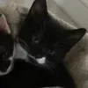 Стикер 20 Paired Cats
