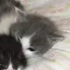 Стикер 50 Paired Cats