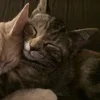 Стикер 2 Paired Cats