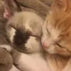 Стикер 9 Paired Cats