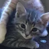Стикер 4 Paired Cats