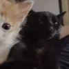 Стикер 40 Paired Cats