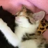 Стикер 36 Paired Cats