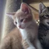 Стикер 27 Paired Cats