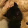 Стикер 37 Paired Cats