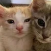 Стикер 11 Paired Cats