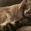 Обложка набора Paired Cats
