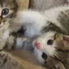 Стикер 46 Paired Cats