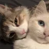Стикер 5 Paired Cats