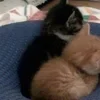 Стикер 33 Paired Cats