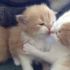 Стикер 41 Paired Cats