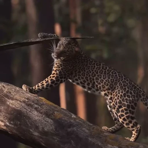 Стикерпак Leopard для Telegram — скачать