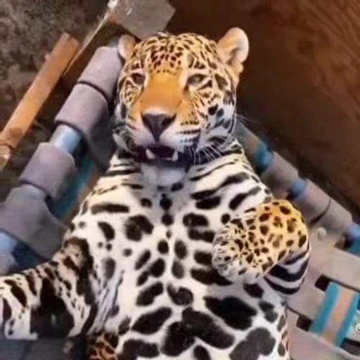 🐾 Стикер «Leopard» для Telegram