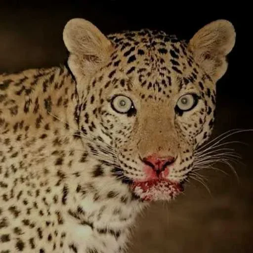 😨 Стикер «Leopard» для Telegram