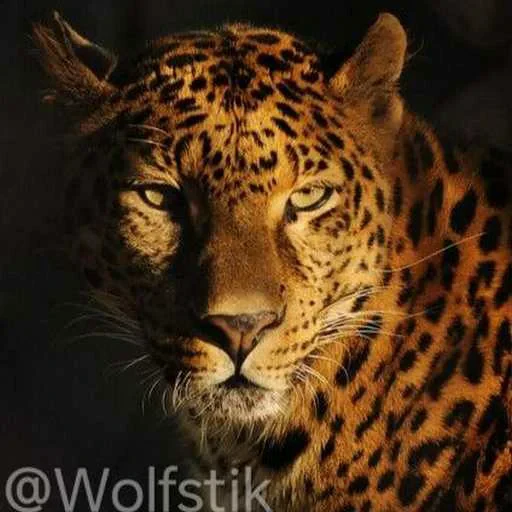 😒 Стикер «Leopard» для Telegram