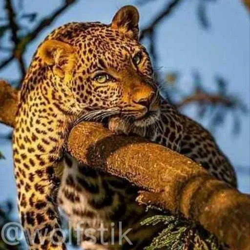 🥱 Стикер «Leopard» для Telegram