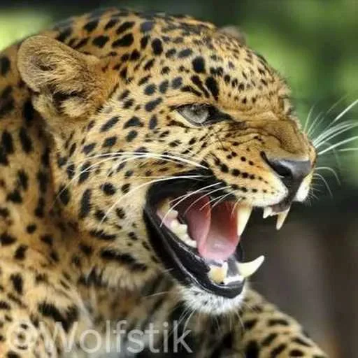 😡 Стикер «Leopard» для Telegram