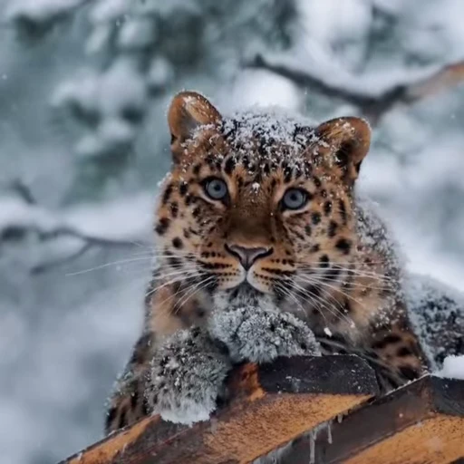 🥺 Стикер «Leopard» для Telegram