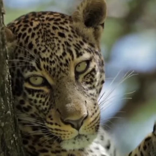 😐 Стикер «Leopard» для Telegram