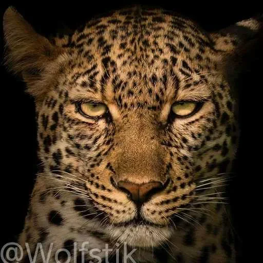 😏 Стикер «Leopard» для Telegram