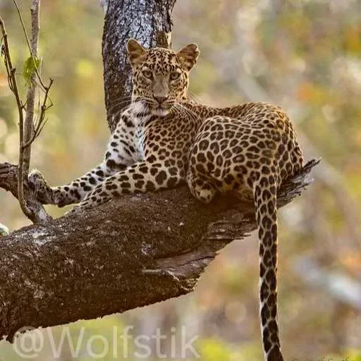 ❤️ Стикер «Leopard» для Telegram