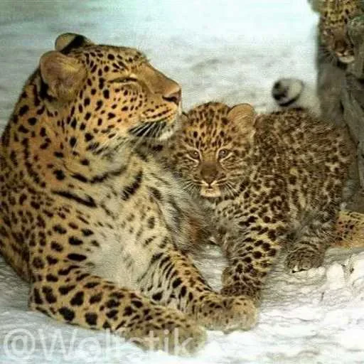 ❤️ Стикер «Leopard» для Telegram