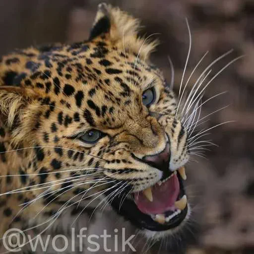 😤 Стикер «Leopard» для Telegram