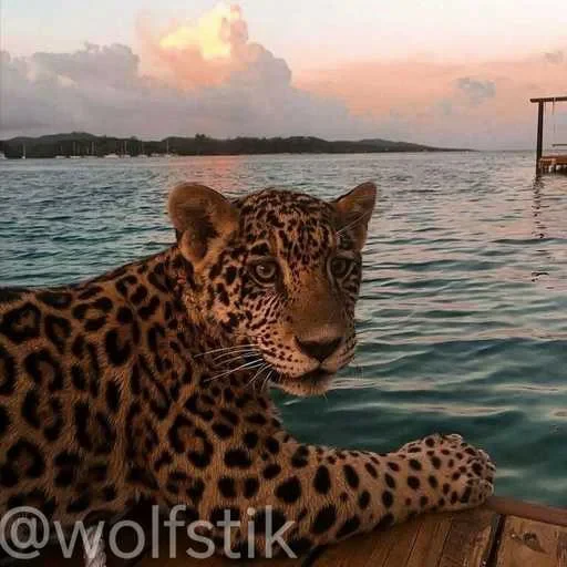 😎 Стикер «Leopard» для Telegram