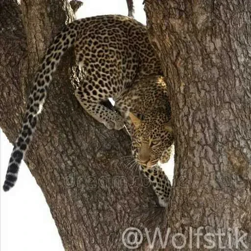 🙈 Стикер «Leopard» для Telegram