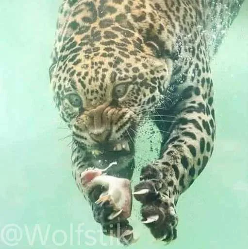 😈 Стикер «Leopard» для Telegram