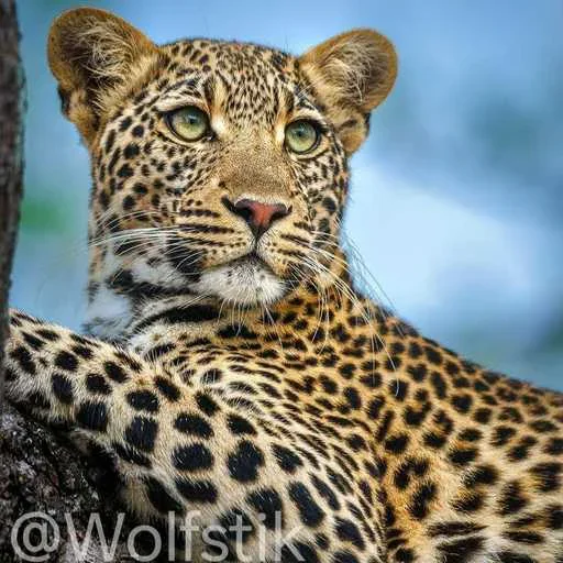 ❓ Стикер «Leopard» для Telegram