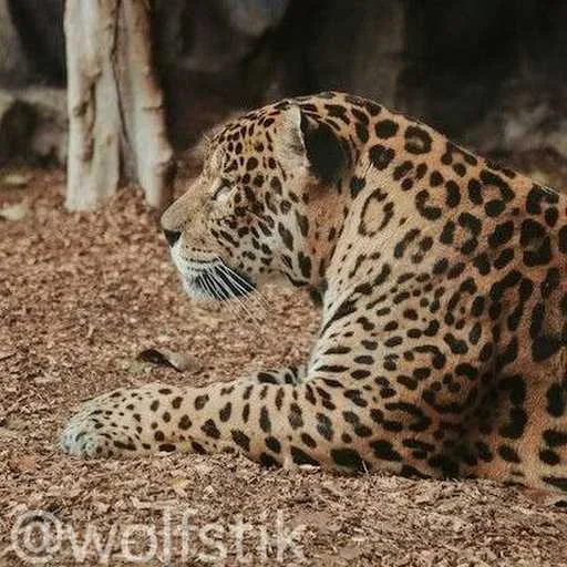 😔 Стикер «Leopard» для Telegram