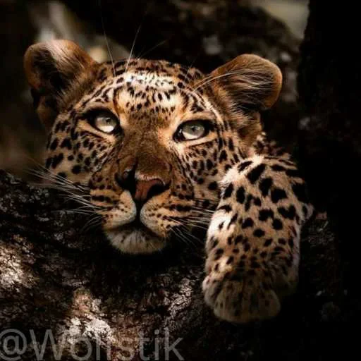 🙄 Стикер «Leopard» для Telegram