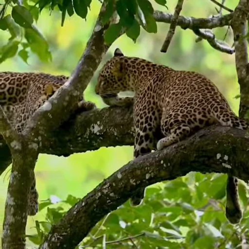 👅 Стикер «Leopard» для Telegram
