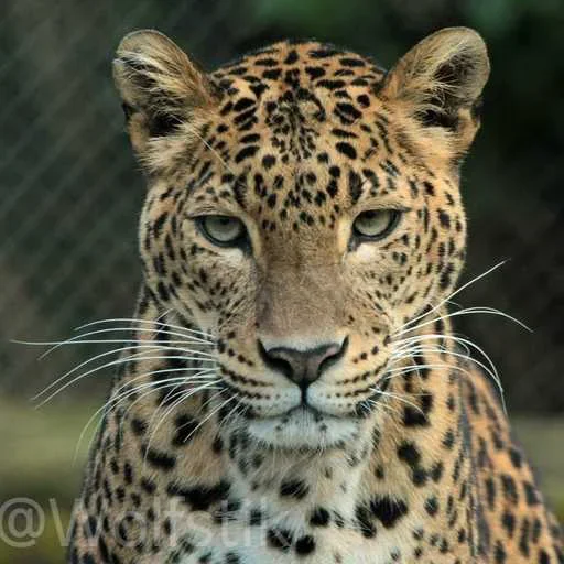 😐 Стикер «Leopard» для Telegram
