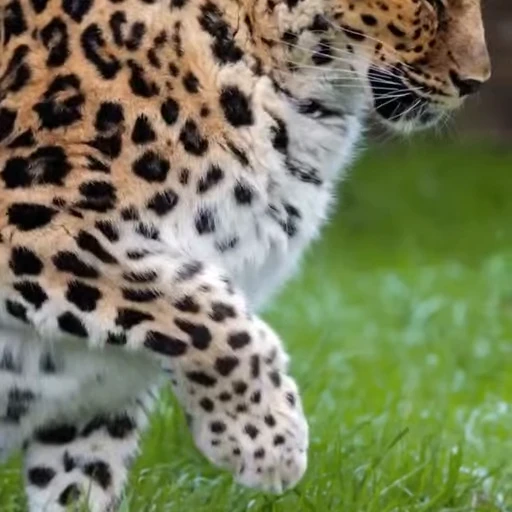 🐾 Стикер «Leopard» для Telegram