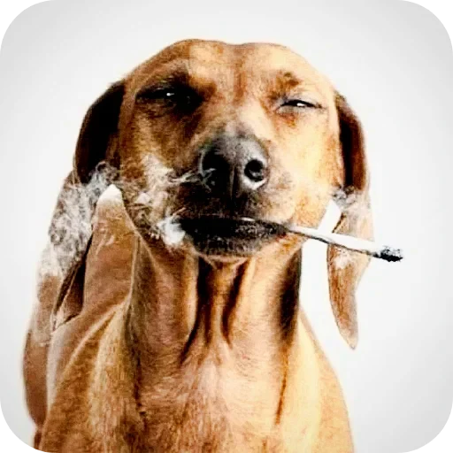🐶 Стикер «Эстетичные настроения» для Telegram