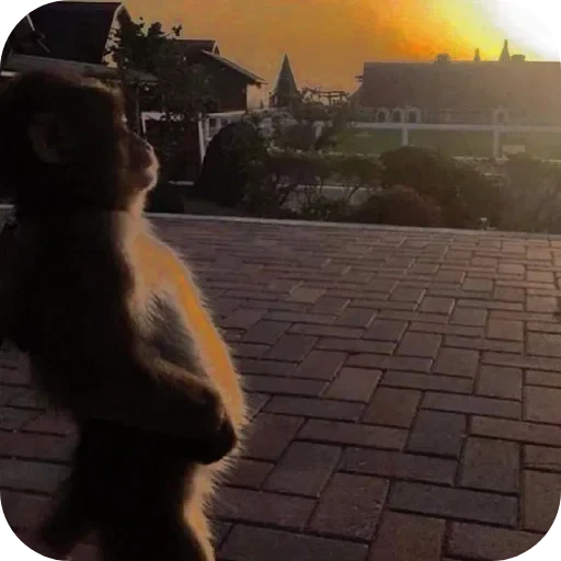 🐶 Стикер «Эстетичные настроения» для Telegram