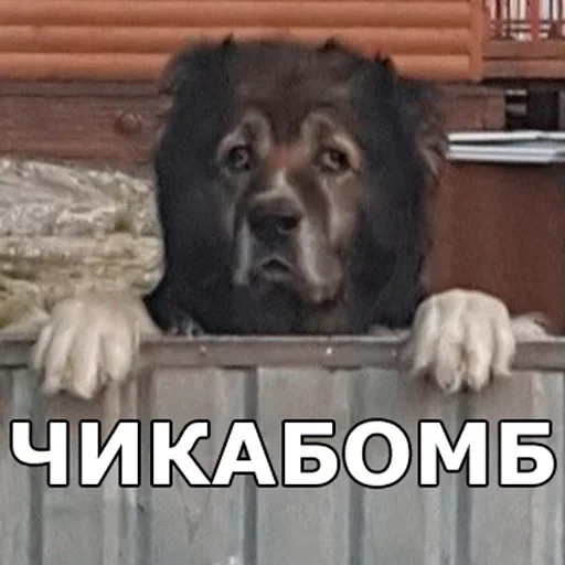 🙆 Стикер «Смешные собаки» для Telegram