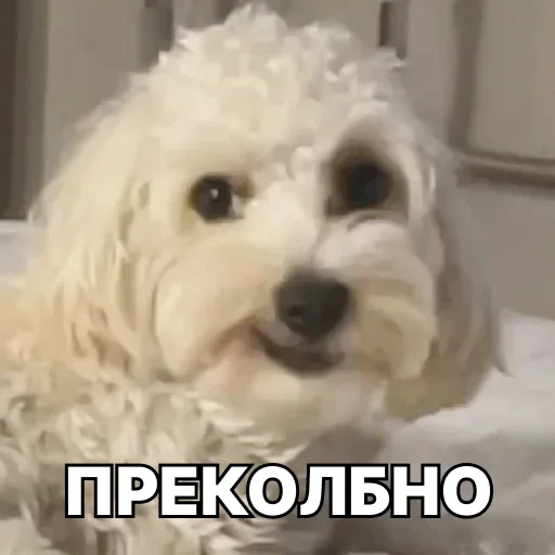 👍 Стикер «Смешные собаки» для Telegram
