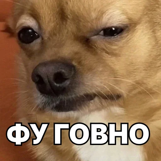 💩 Стикер «Смешные собаки» для Telegram