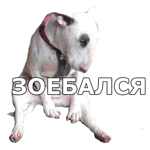 😓 Стикер «Смешные собаки» для Telegram