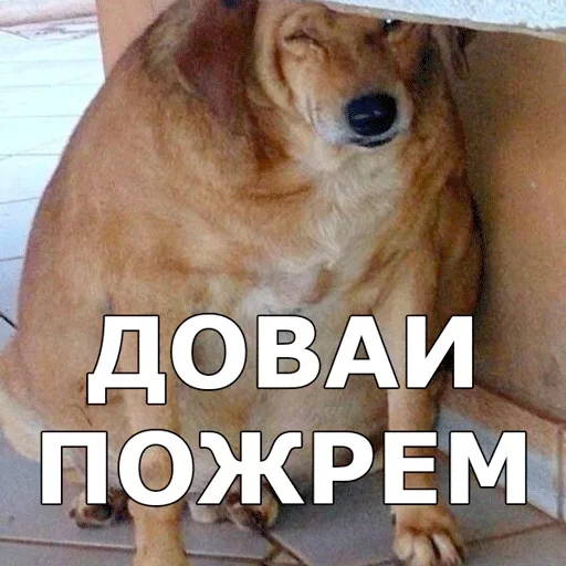 🥔 Стикер «Смешные собаки» для Telegram