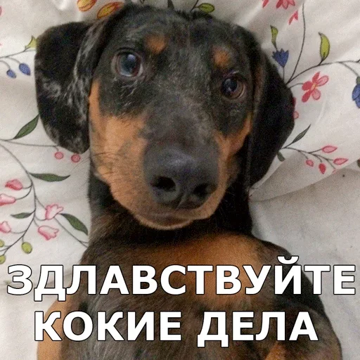 👋 Стикер «Смешные собаки» для Telegram