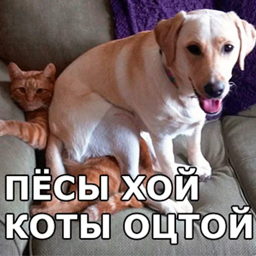 🐶 Стикер «Смешные собаки» для Telegram