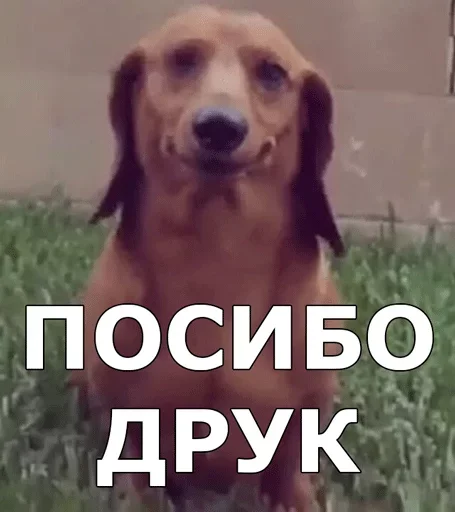 Стикерпак Смешные собаки для Telegram