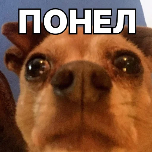 ☹️ Стикер «Смешные собаки» для Telegram
