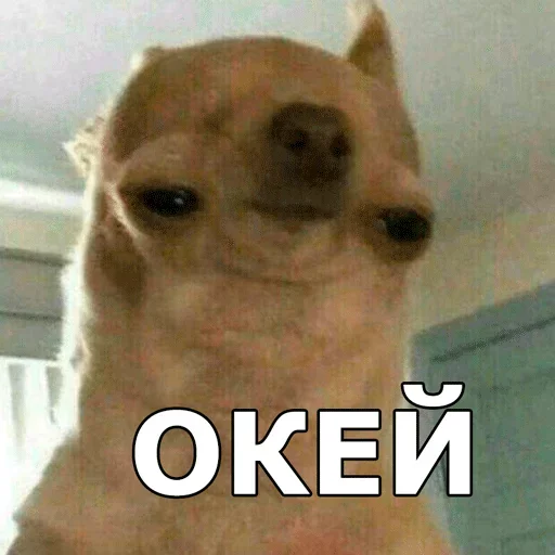 👌 Стикер «Смешные собаки» для Telegram