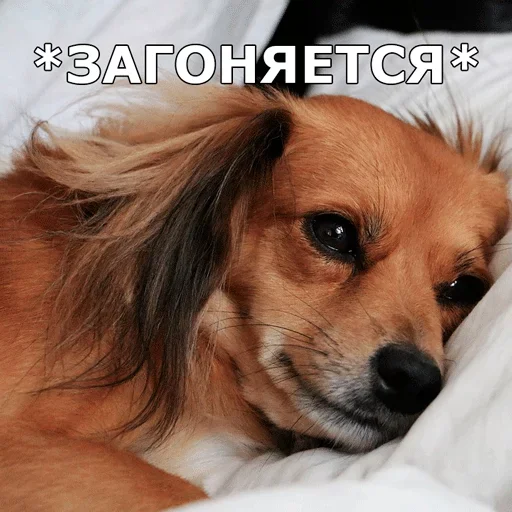 🙁 Стикер «Смешные собаки» для Telegram